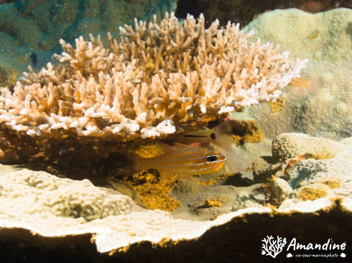 Ostorhinchus cyanosoma