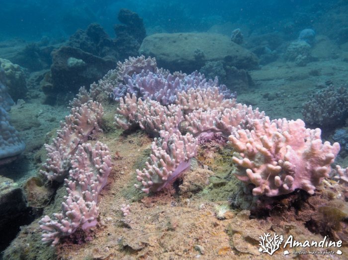 Sarcophyton