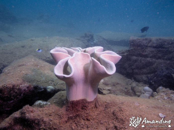 Sarcophyton