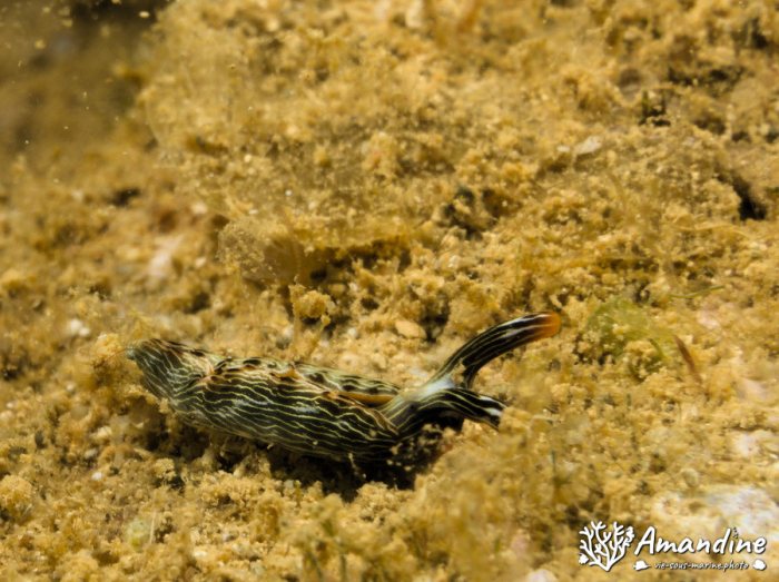 Thuridilla gracilis