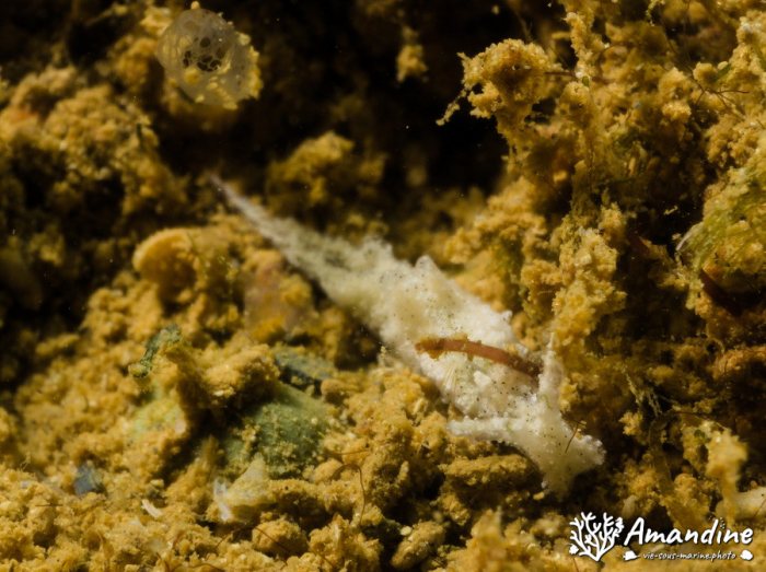 Limaces de mer