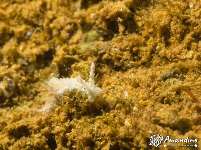 Limaces de mer