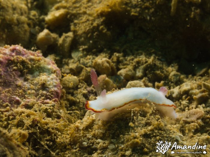Goniobranchus preciosa