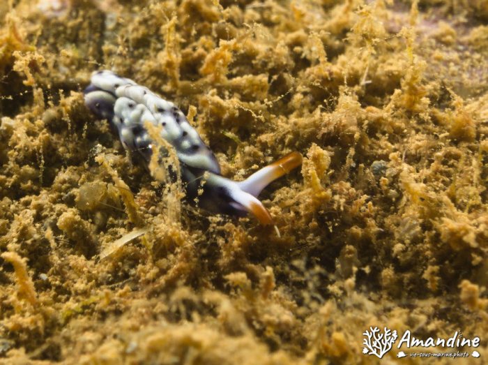Thuridilla sp.