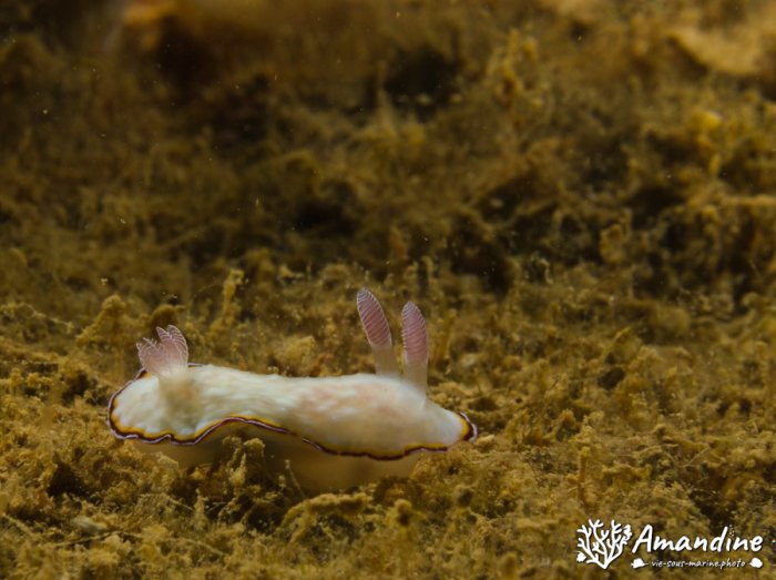 Goniobranchus preciosa