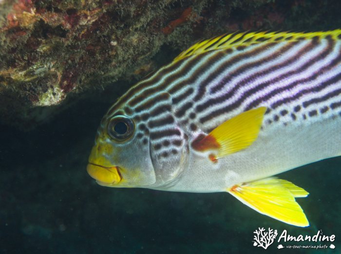 Plectorhinchus lineatus