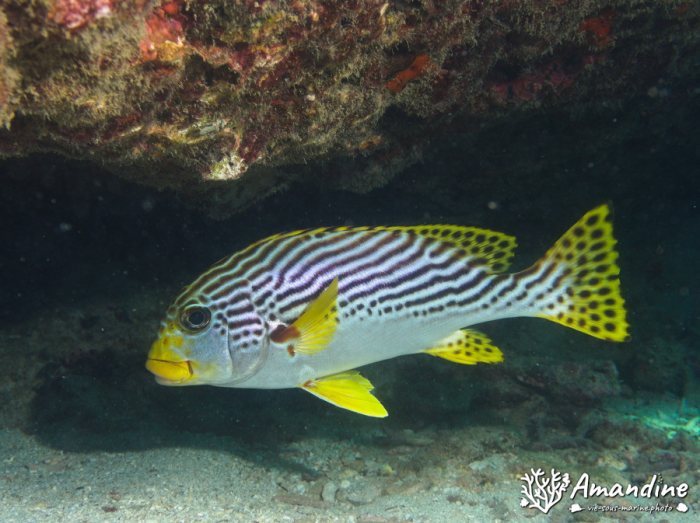 Plectorhinchus lineatus
