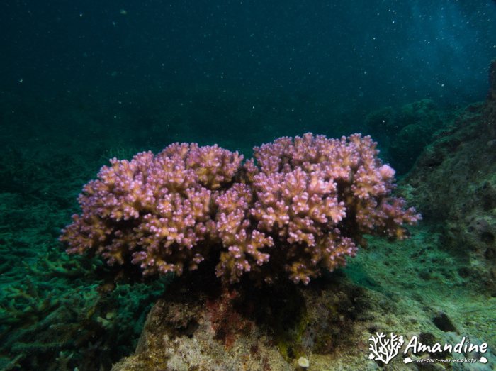 Corail dur