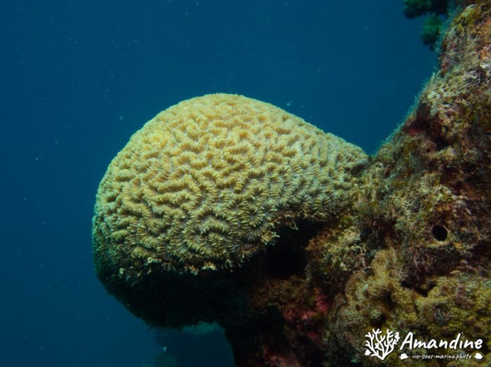 Corail dur