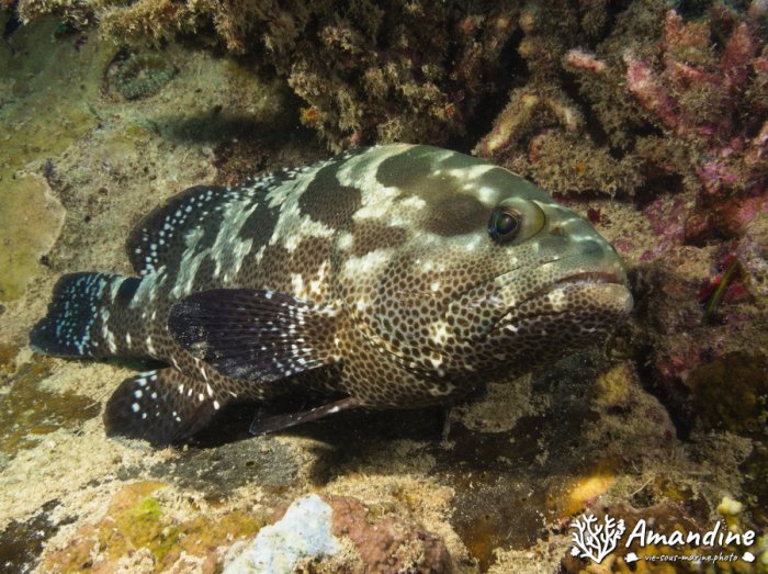 Epinephelus coioides