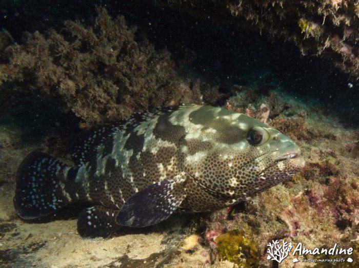 Epinephelus coioides