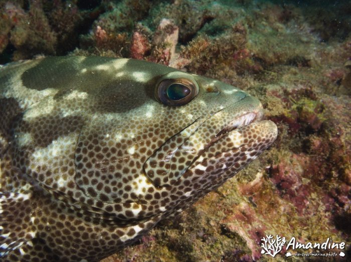 Epinephelus coioides