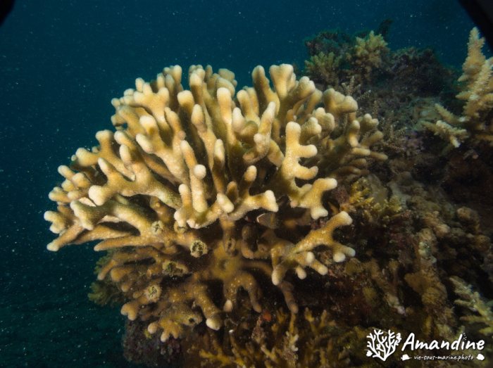 Corail dur