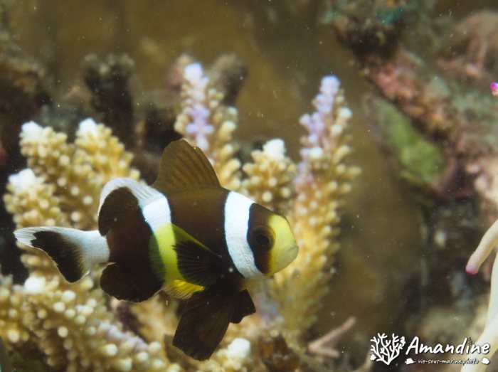 Amphiprion polymnus