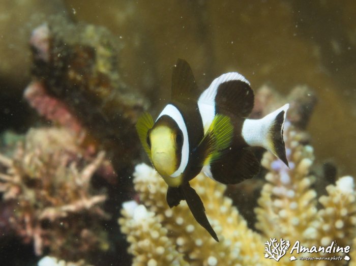 Amphiprion polymnus