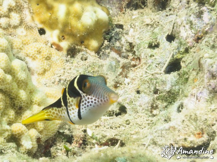 Canthigaster valentini