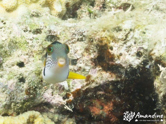 Canthigaster valentini