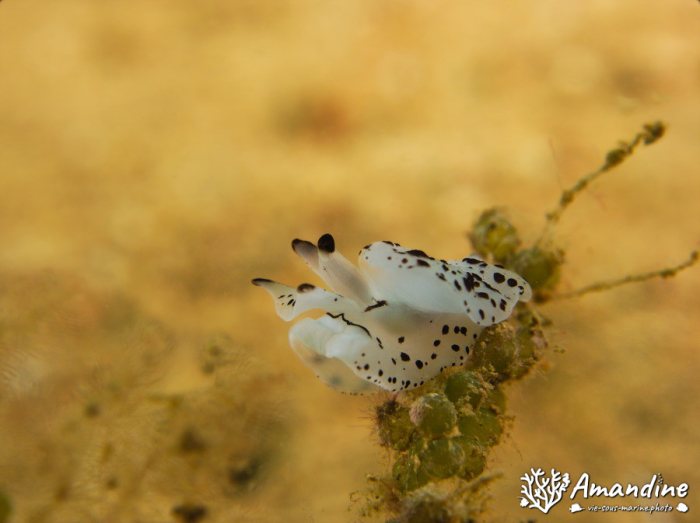 Limaces de mer