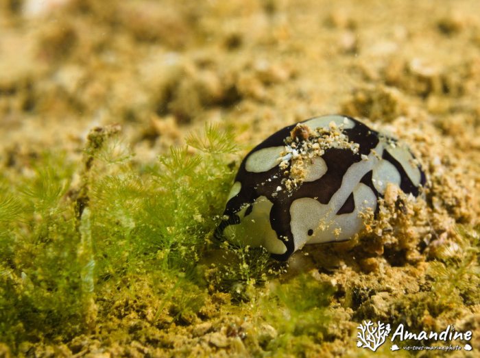 Limaces de mer