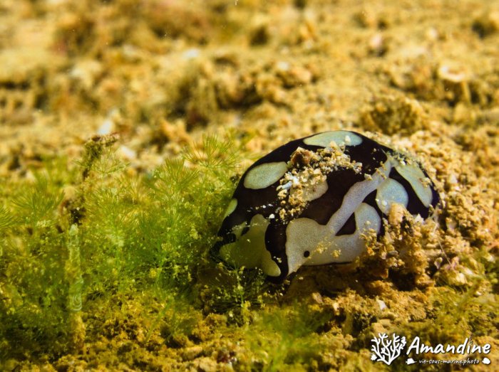 Limaces de mer