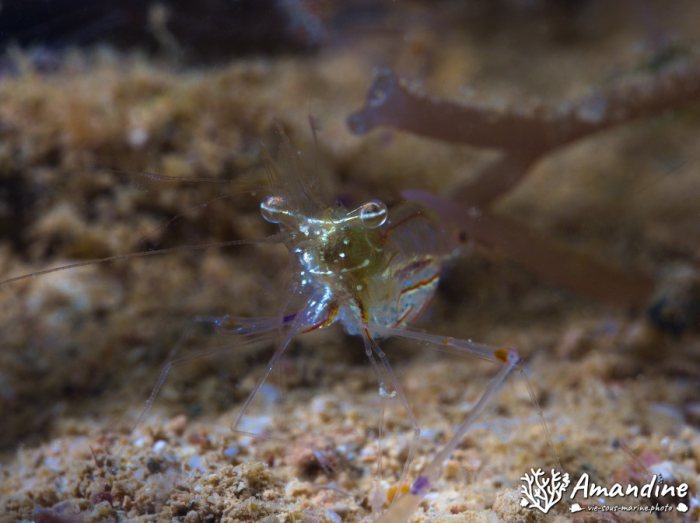 Periclimenes tenuipes