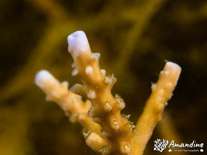 Corail dur