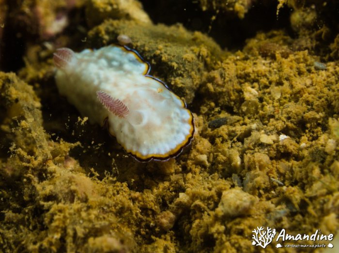 Limaces de mer