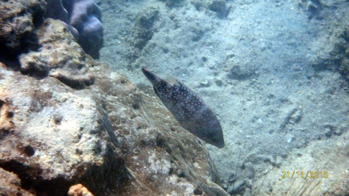Cheilinus chlorourus