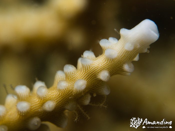 Corail dur