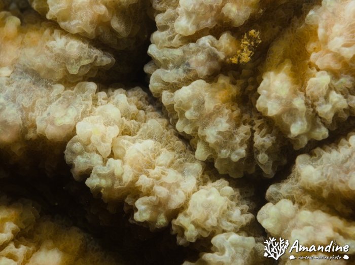 Corail dur
