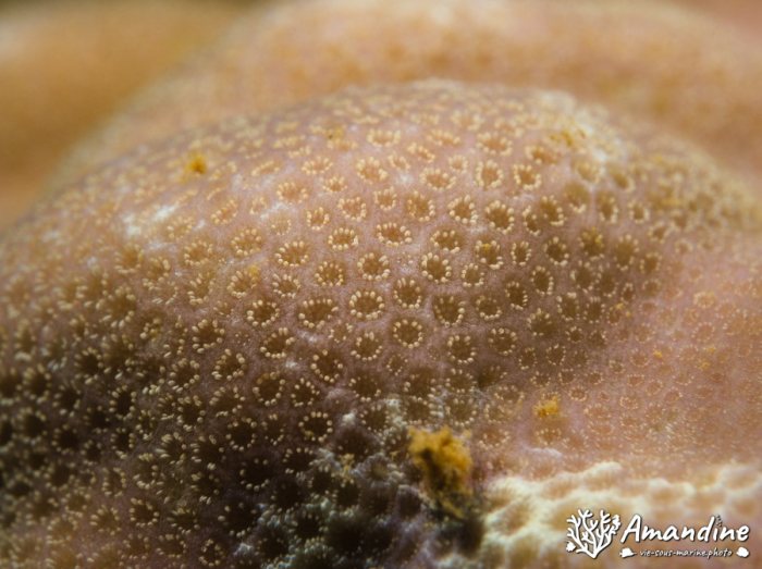 Corail dur