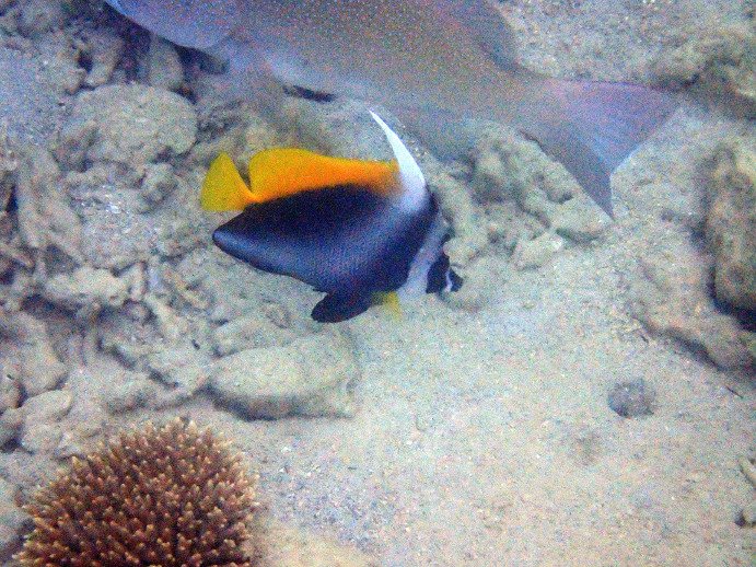 Heniochus singularius