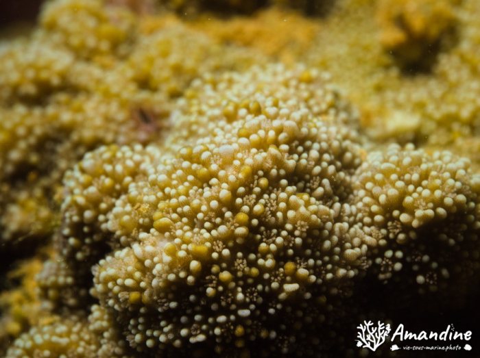 Corail dur