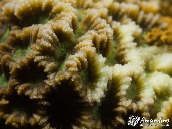Corail dur