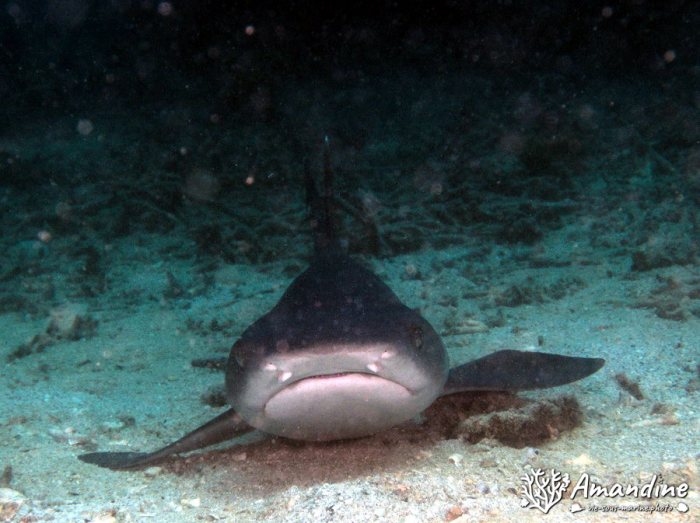 Requin à pointe blanche du lagon