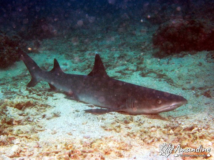 Requin à pointe blanche du lagon