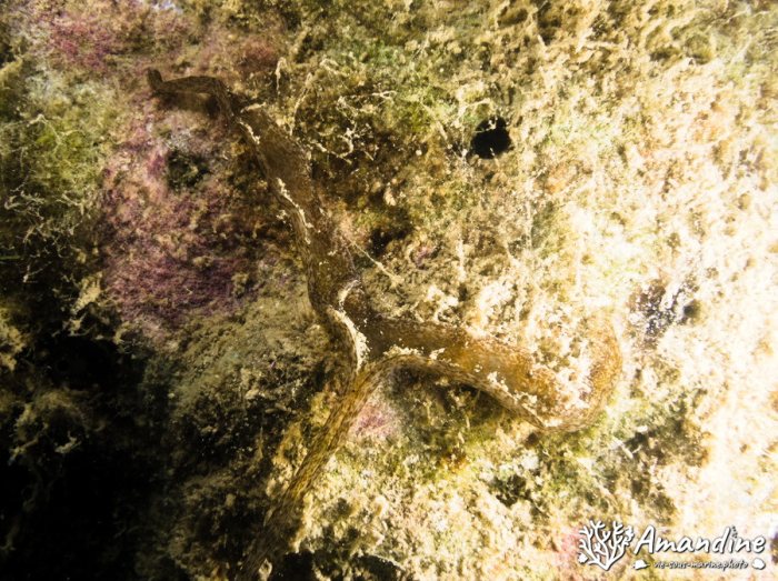Bonellia sp.