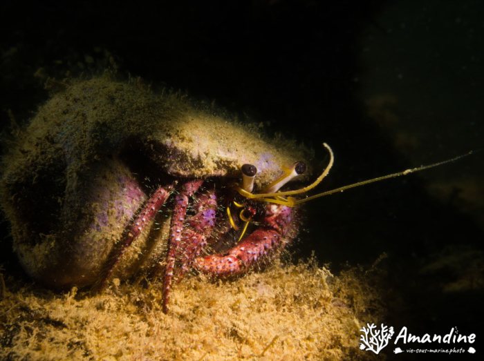 Dardanus lagopodes