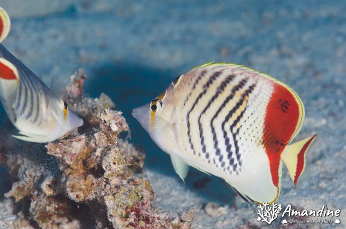 Poisson-papillon