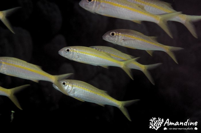 Mulloidichthys vanicolensis