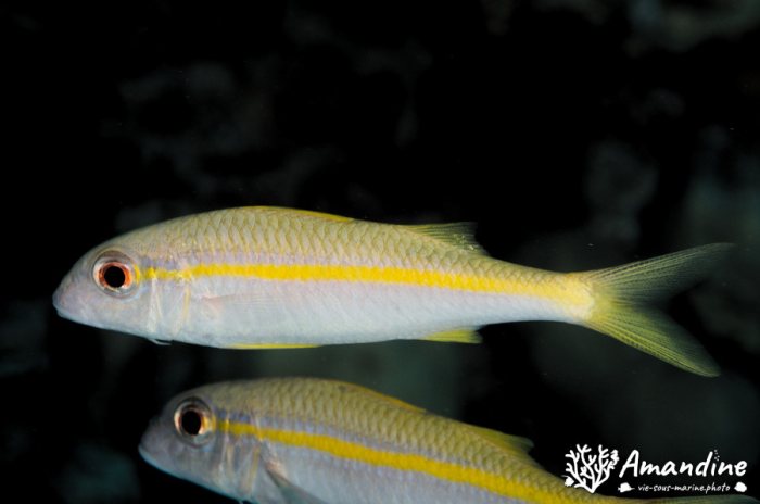 Mulloidichthys vanicolensis