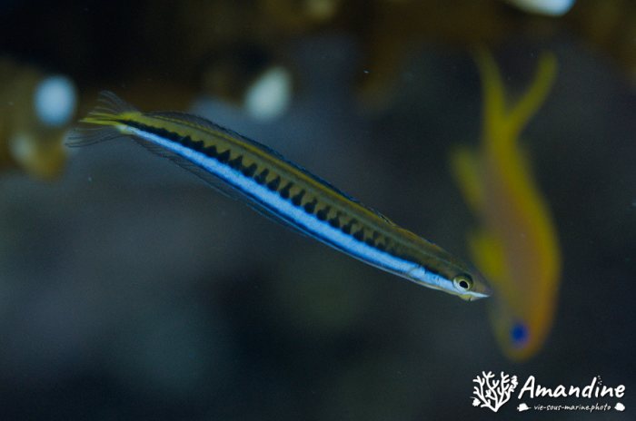 Poissons osseux