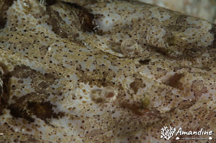 Poisson-crocodile
