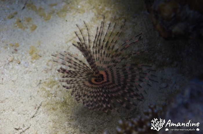 Organismes vermiformes