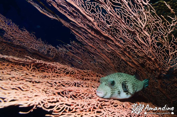 Arothron hispidus
