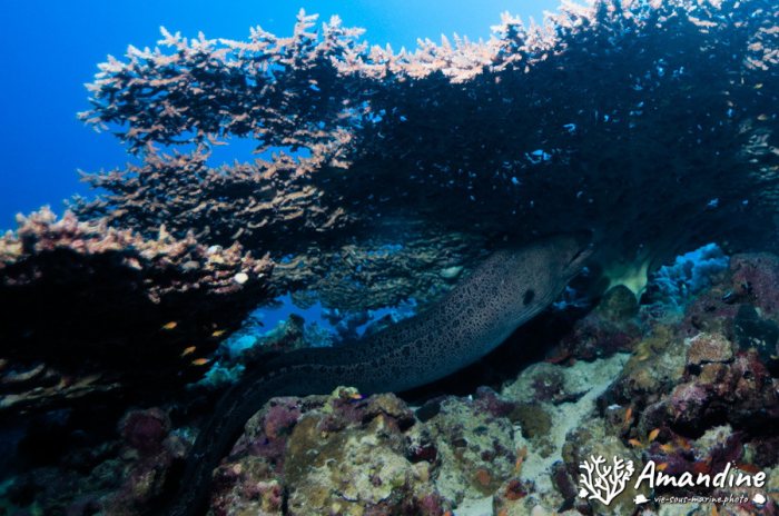 Gymnothorax javanicus