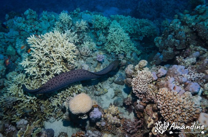 Gymnothorax javanicus
