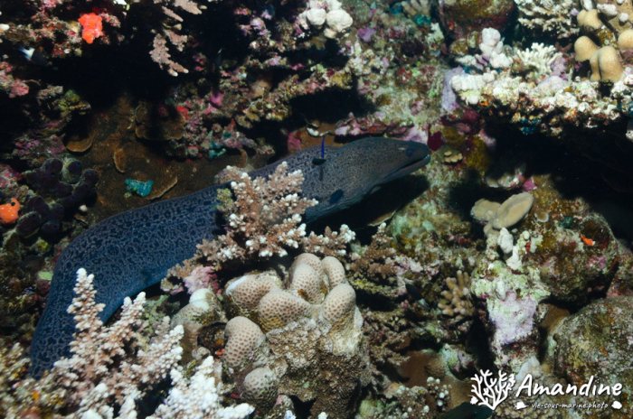 Gymnothorax javanicus
