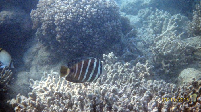 Zebrasoma velifer