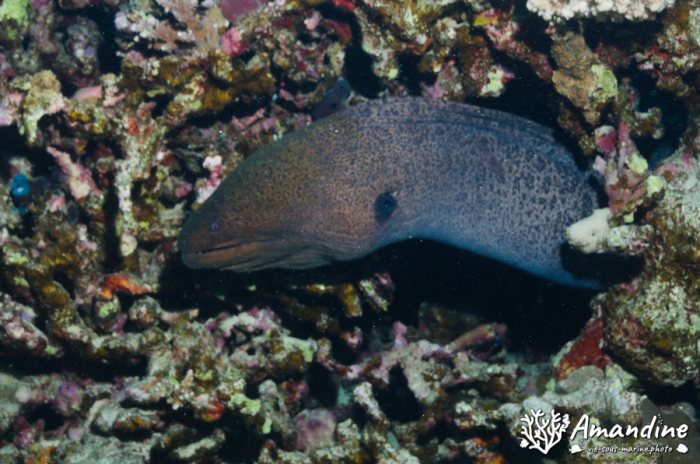 Gymnothorax javanicus